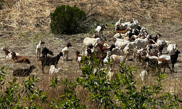 Goats_Featured