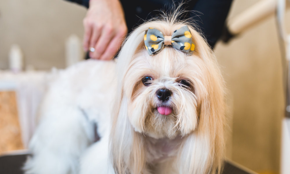 Pet groomer brushing out a cute Yorkie dog wearing a bow