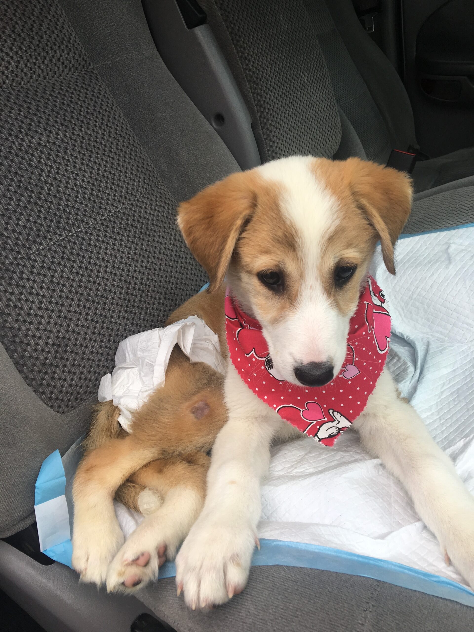 Peanut shortly after coming to the U.S.