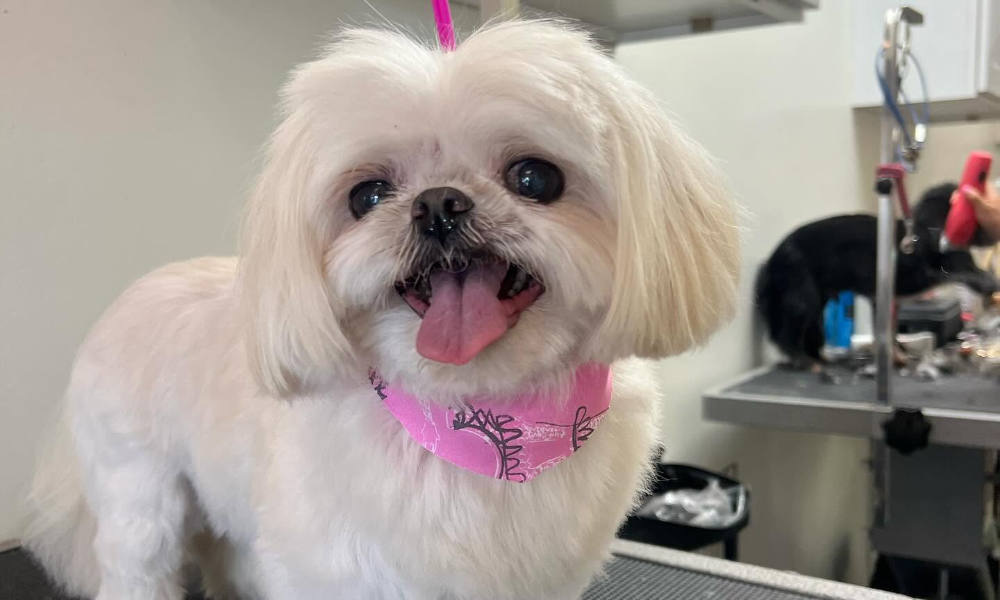 A happy canine customer at MJ's Pet Spaw & Mobile Grooming