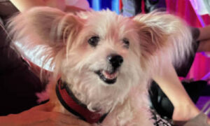Smokey, a 14-year-old Papillon mix with large fluffy ears, poses in Mission Viejo.