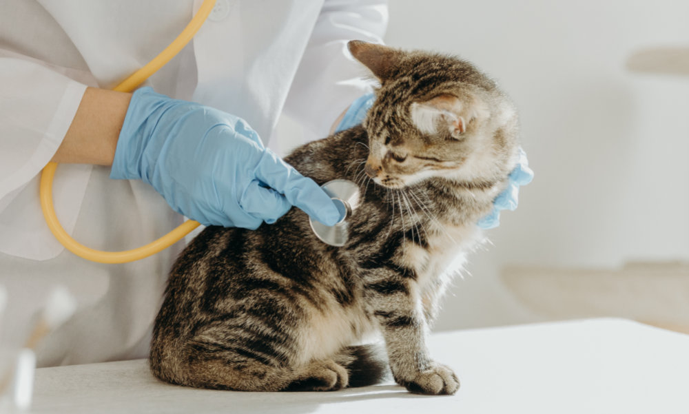 A veterinarian listens to the heartbeat of a kitten with a stethoscope in the clinic.
