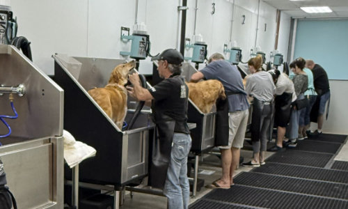 People washing their dogs at Dirty Pet Wash