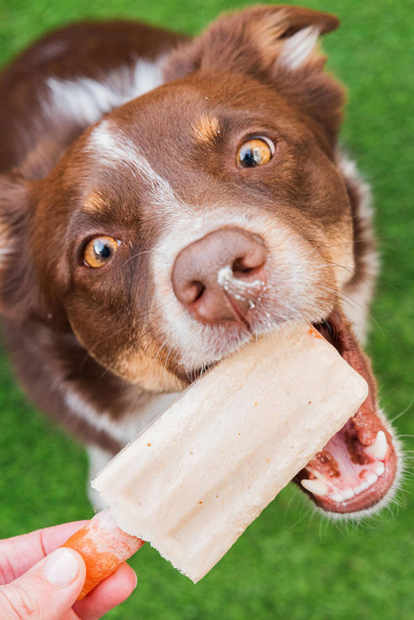 A cute dog scarfs a frozen dog treat.