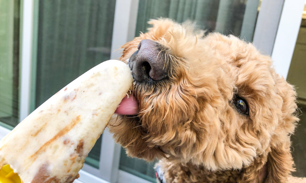 A furry dog eating a frozen treat