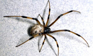 Brown widow spider