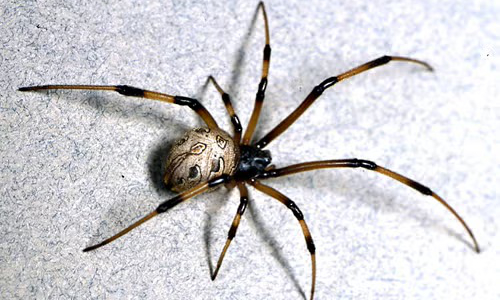 Brown widow spider