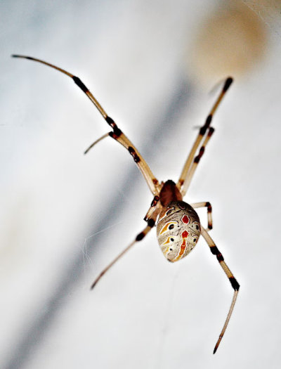 Brown widow spider, found throughout Mission Viejo