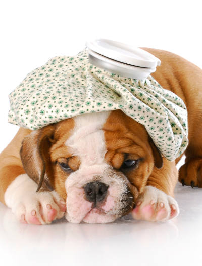 An adorable, sick puppy with an ice bag on his head.